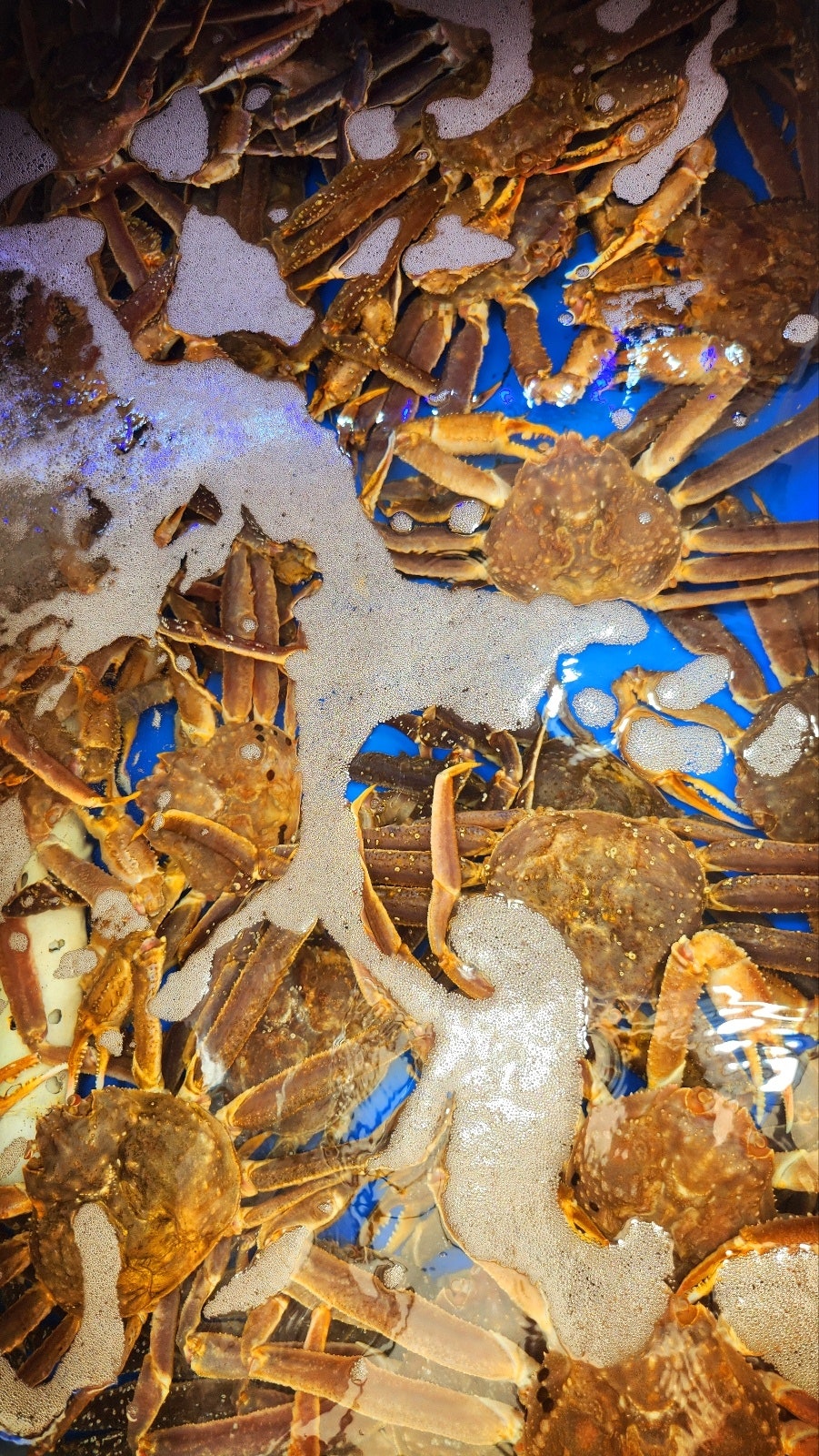속초대포항대게 가성비 맛집 추천 | 어부지리에서 즐긴 완벽한 내돈내산 대게 + 회 세트 코스 이미지 11