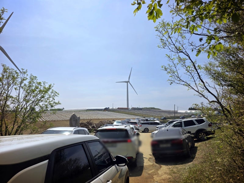 강원도 6월 여행 추천 | 평창 청옥산 육백마지기 데이지 이미지 9