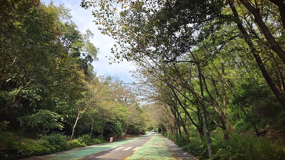 하늘공원 서울 산책코스 추천 | 꽃무릇이 활짝 핀 하늘공원 메타세콰이어길 후기 이미지 5