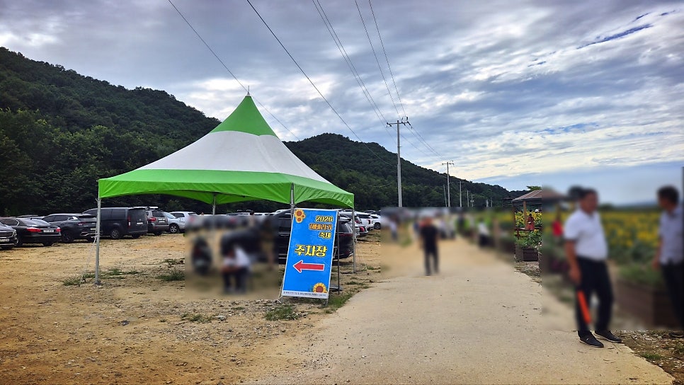 교동 해바라기 축제 | 당일치기 여행으로 추천하는 9월 가볼만한 곳 강화 교동도 난정 해바라기 축제 이미지 5