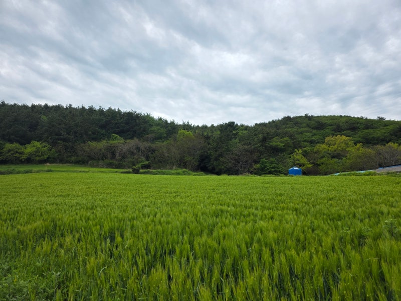 청산도 여행 코스 추천 | 칼바위 장기미해변 유채꽃포인트 이미지 13