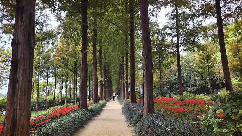 하늘공원 서울 산책코스 추천 | 꽃무릇이 활짝 핀 하늘공원 메타세콰이어길 후기