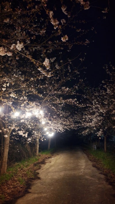 애월 장전리 벚꽃 거리 | 제주 산책코스 제주 여행코스 제주 가볼만한 곳 코스 추천 이미지 6