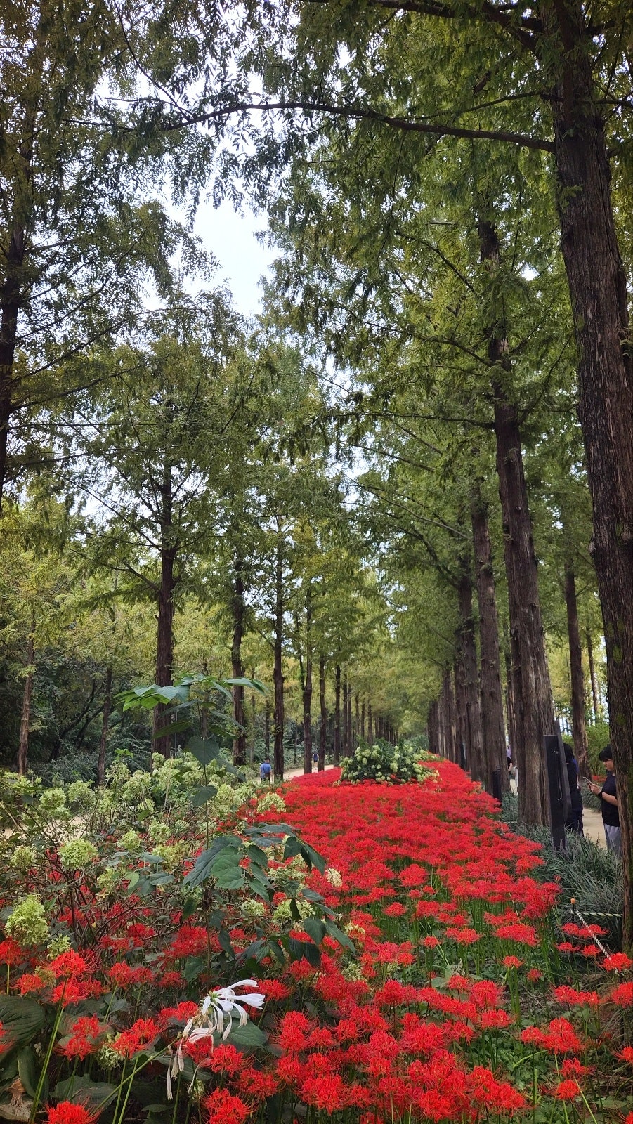 하늘공원 서울 산책코스 추천 | 꽃무릇이 활짝 핀 하늘공원 메타세콰이어길 후기 이미지 14