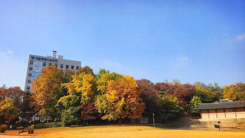 서울 데이트 코스 추천 | 단풍과 함께하는 경희궁 산책 코스 후기 이미지 2