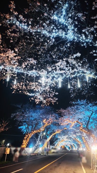 애월 장전리 벚꽃 거리 | 제주 산책코스 제주 여행코스 제주 가볼만한 곳 코스 추천 이미지 8