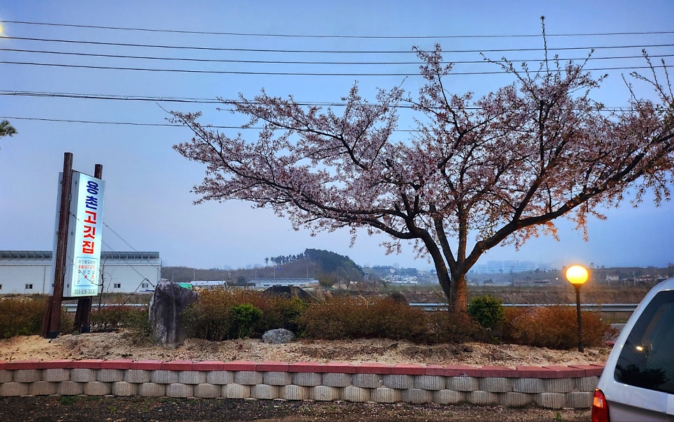 고성 토성면 맛집 추천 | 고성 천진 맛집 속초 돼지갈비 맛집 용촌고기집에서 돼지갈비 후기 이미지 2