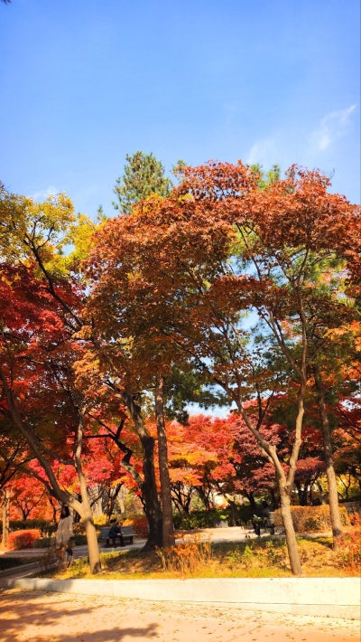서울 데이트 코스 추천 | 단풍과 함께하는 경희궁 산책 코스 후기 이미지 9