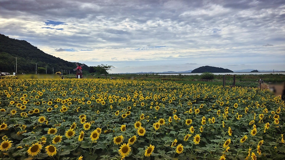 교동 해바라기 축제 | 당일치기 여행으로 추천하는 9월 가볼만한 곳 강화 교동도 난정 해바라기 축제
