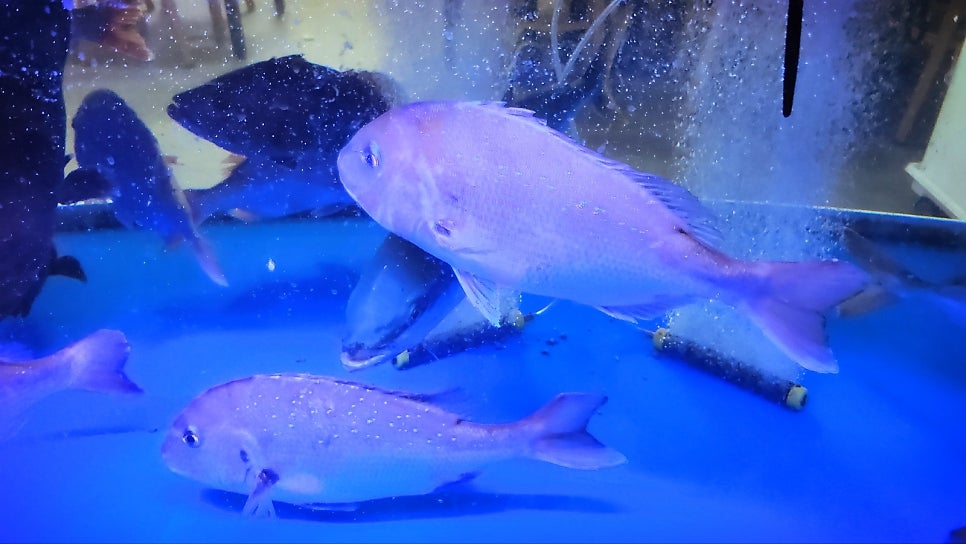 구좌 횟집 추천 | 우도 갔다 들르기 좋은 제주 오션뷰 횟집 구좌 맛집 제주청년회 후기 이미지 10