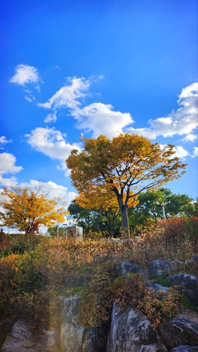 서울 데이트 코스 추천 | 단풍과 함께하는 낙산공원 흥인지문공원 산책 코스 후기 이미지 19