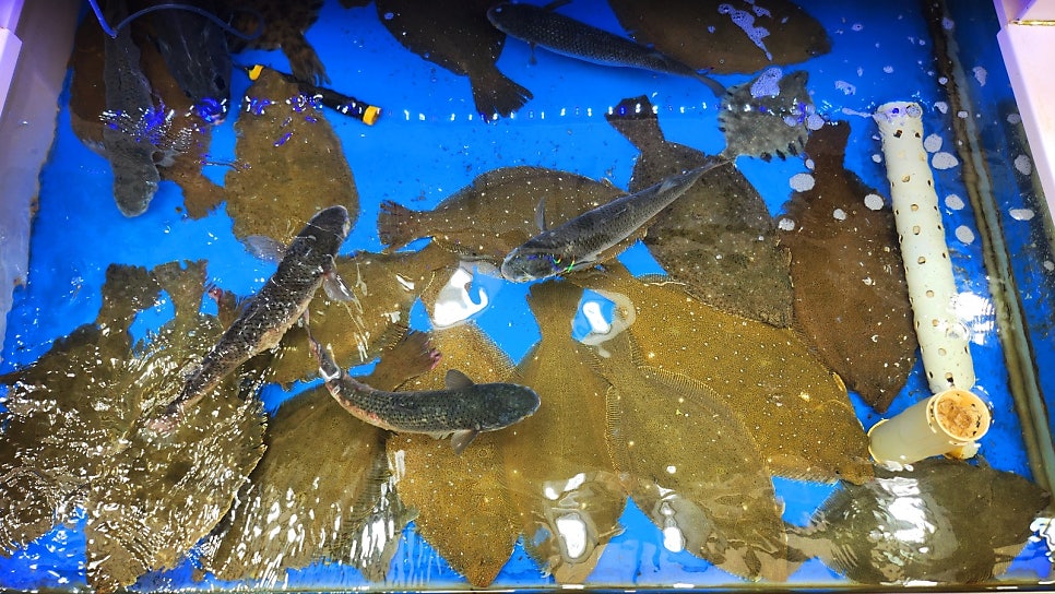 속초대포항대게 가성비 맛집 추천 | 어부지리에서 즐긴 완벽한 내돈내산 대게 + 회 세트 코스 이미지 8