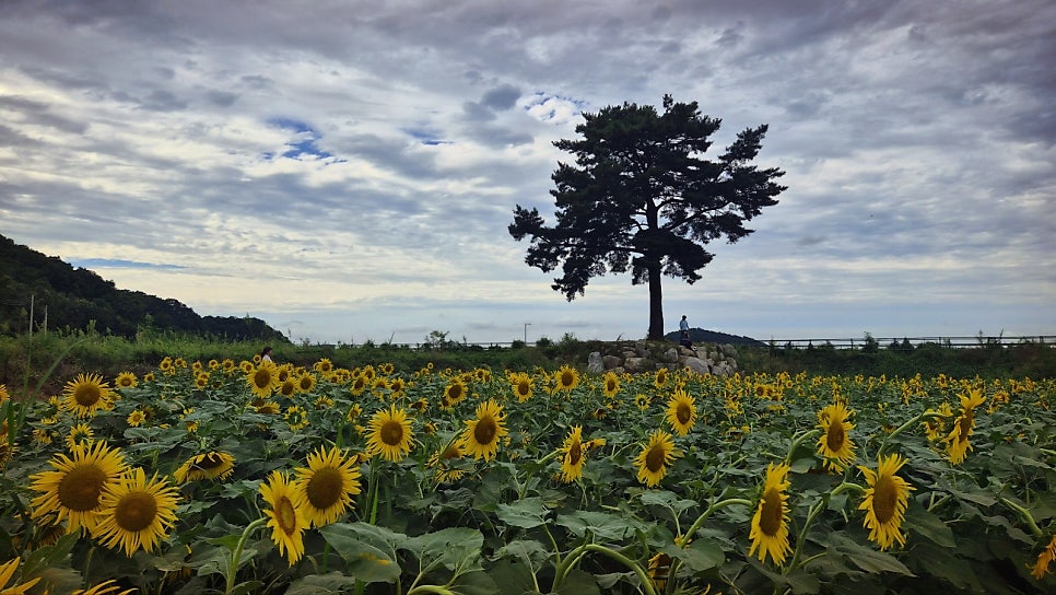 교동 해바라기 축제 | 당일치기 여행으로 추천하는 9월 가볼만한 곳 강화 교동도 난정 해바라기 축제 이미지 10