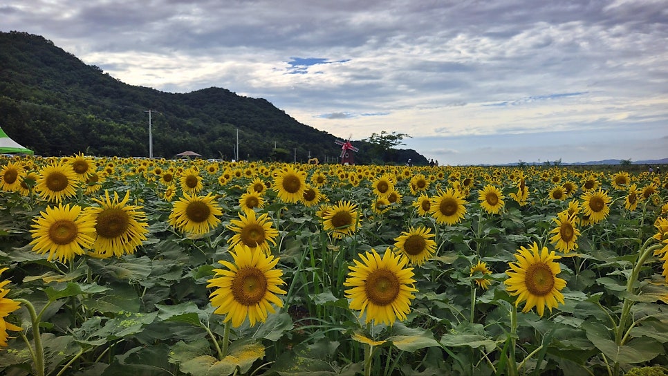 교동 해바라기 축제 | 당일치기 여행으로 추천하는 9월 가볼만한 곳 강화 교동도 난정 해바라기 축제 이미지 2