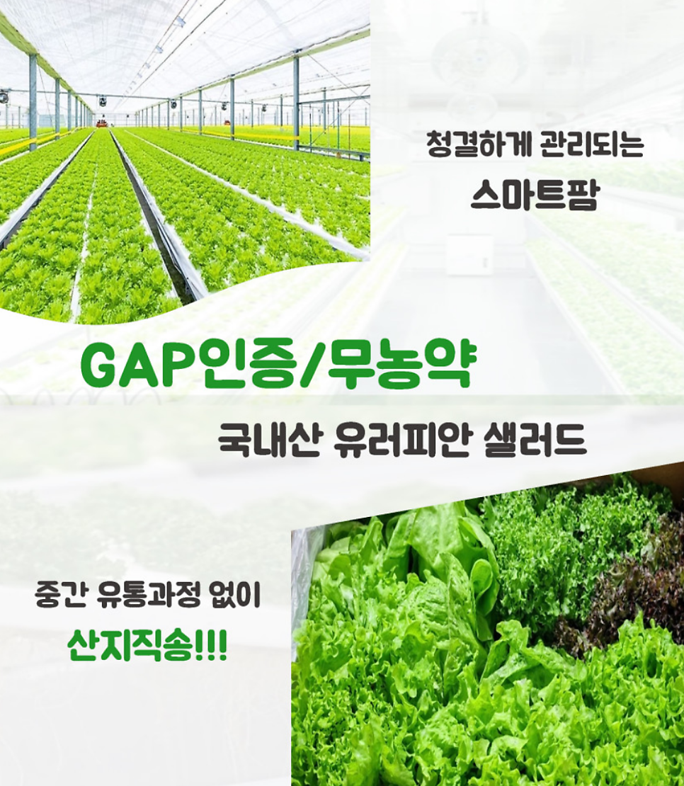 샐러드 채소 추천 | 당일배송 가능한 쌈채소 야채샐러드 유러피안샐러드 샐러드 달달푸드 후기 이미지 15