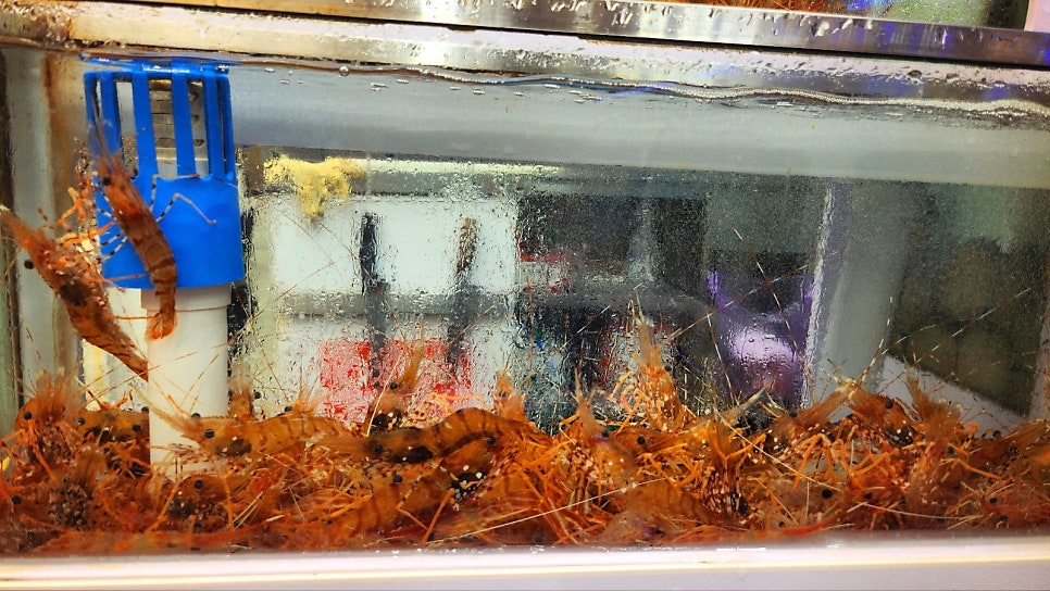 속초대포항대게 가성비 맛집 추천 | 어부지리에서 즐긴 완벽한 내돈내산 대게 + 회 세트 코스 이미지 10