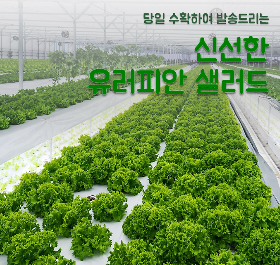 샐러드 채소 추천 | 당일배송 가능한 쌈채소 야채샐러드 유러피안샐러드 샐러드 달달푸드 후기 이미지 14