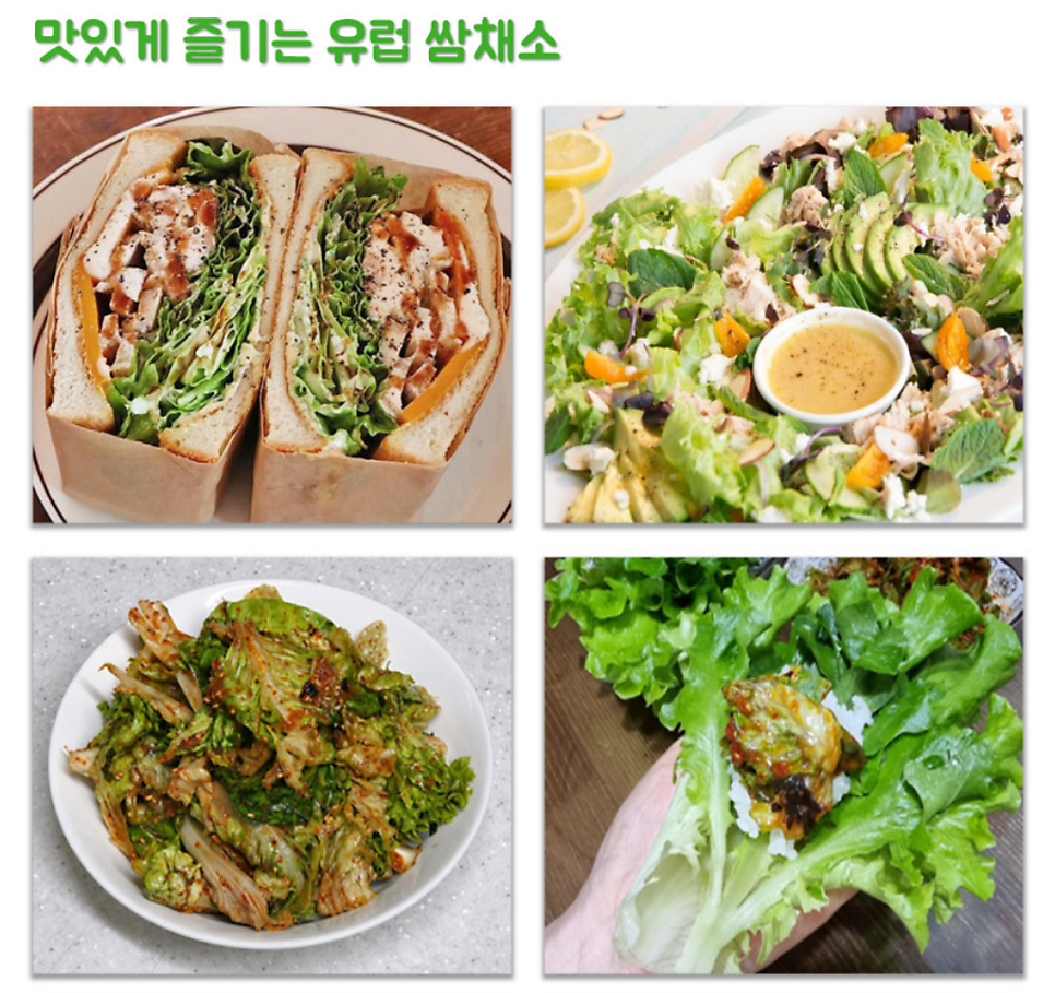 샐러드 채소 추천 | 당일배송 가능한 쌈채소 야채샐러드 유러피안샐러드 샐러드 달달푸드 후기 이미지 17