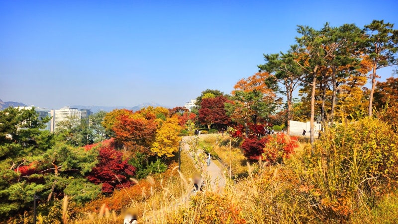 서울 데이트 코스 추천 | 단풍과 함께하는 남산공원 백범광장 코스 현재 이미지 25