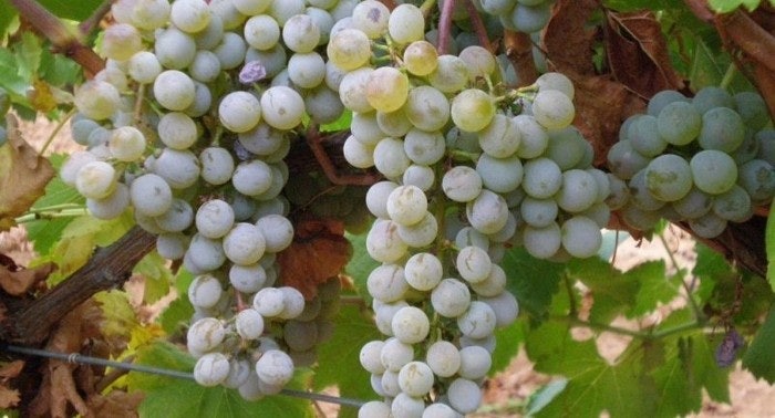 끌로 아마도르 까바 브뤼 Clos Amador Cava Brut | 샴페인 대신 마시기 좋은 스파클링 와인 추천 이미지 3
