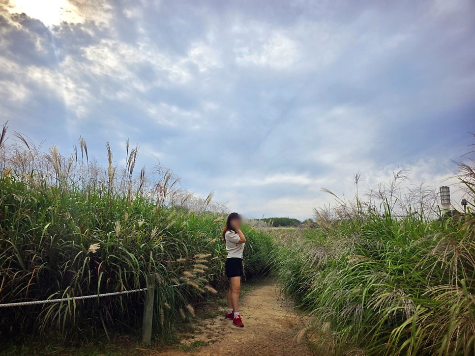 하늘공원 서울 산책코스 추천 | 꽃무릇이 활짝 핀 하늘공원 메타세콰이어길 후기 이미지 13