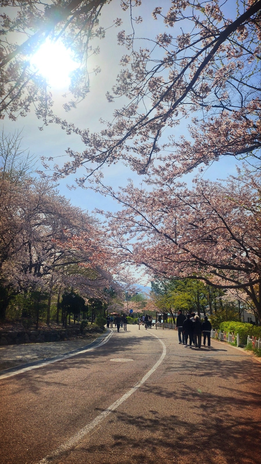 속초 영랑호 벚꽃길 산책 범바위 무료 주차 꿀팁 이미지 5