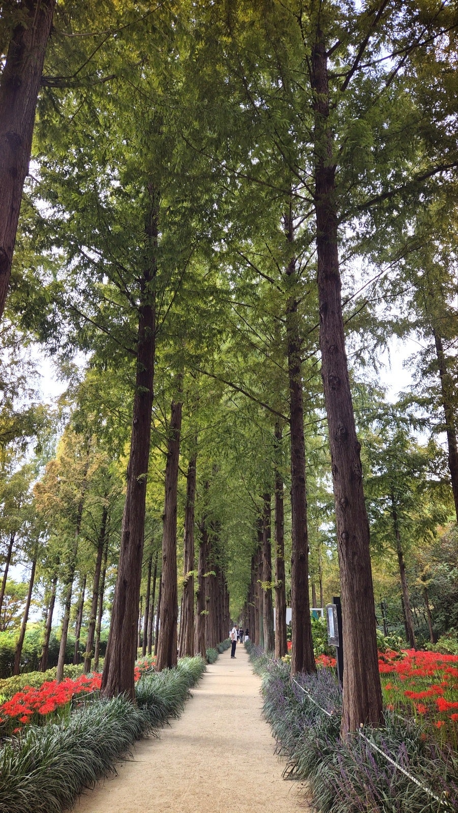 하늘공원 서울 산책코스 추천 | 꽃무릇이 활짝 핀 하늘공원 메타세콰이어길 후기 이미지 15