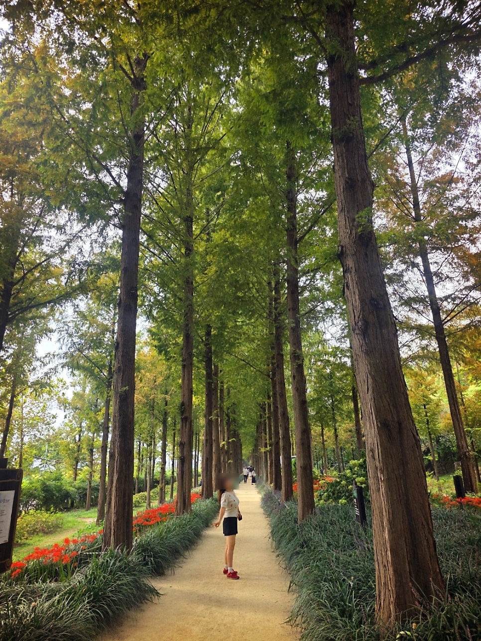 하늘공원 서울 산책코스 추천 | 꽃무릇이 활짝 핀 하늘공원 메타세콰이어길 후기 이미지 19