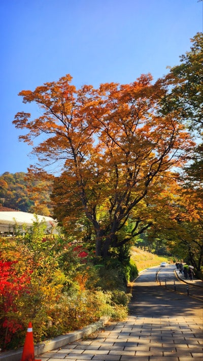 서울 데이트 코스 추천 | 단풍과 함께하는 남산공원 백범광장 코스 현재 이미지 22