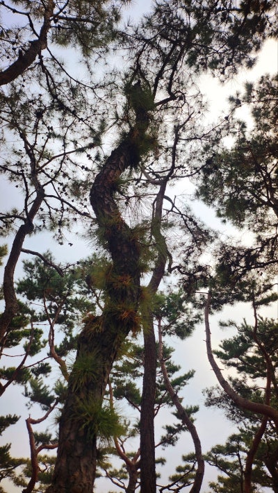 효창공원 산책 | 의열사와 백범김구기념관까지 한번에 둘러보는 효창공원 산책 후기 이미지 2