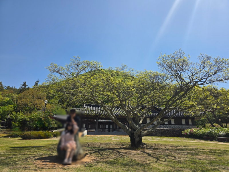 진도 여행코스 추천 | 조경이 예쁘고 한적한 운림산방 이미지 17