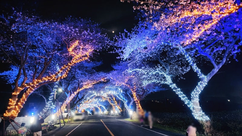 애월 장전리 벚꽃 거리 | 제주 산책코스 제주 여행코스 제주 가볼만한 곳 코스 추천 이미지 2