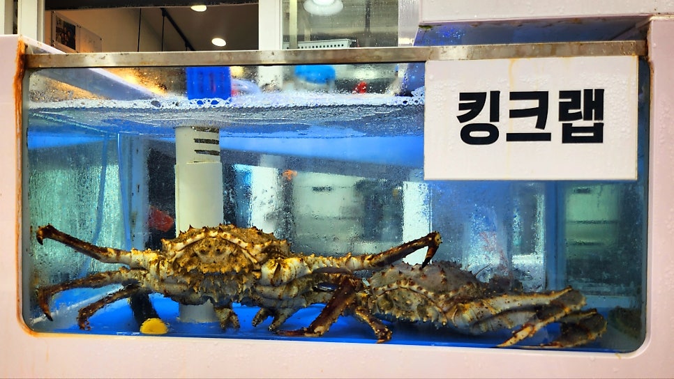 속초대포항대게 가성비 맛집 추천 | 어부지리에서 즐긴 완벽한 내돈내산 대게 + 회 세트 코스 이미지 14