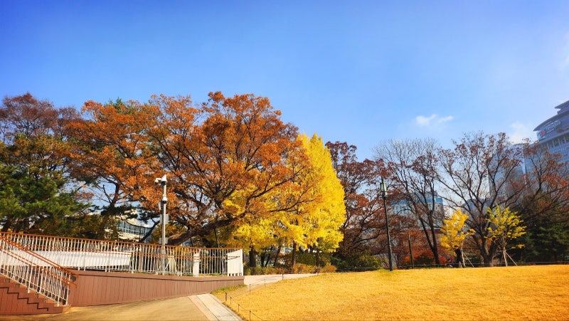 서울 데이트 코스 추천 | 단풍과 함께하는 경희궁 산책 코스 후기 이미지 6