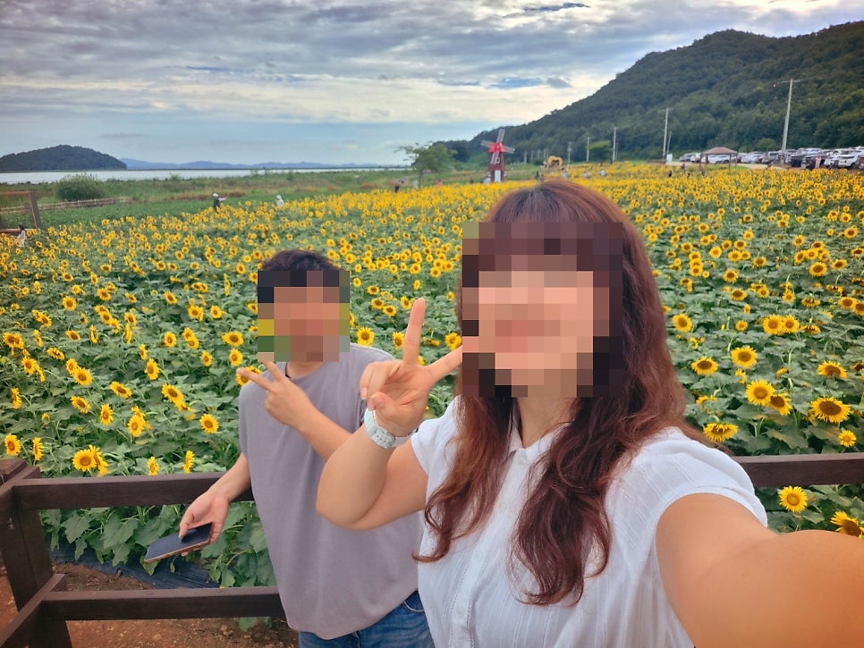 교동 해바라기 축제 | 당일치기 여행으로 추천하는 9월 가볼만한 곳 강화 교동도 난정 해바라기 축제 이미지 15