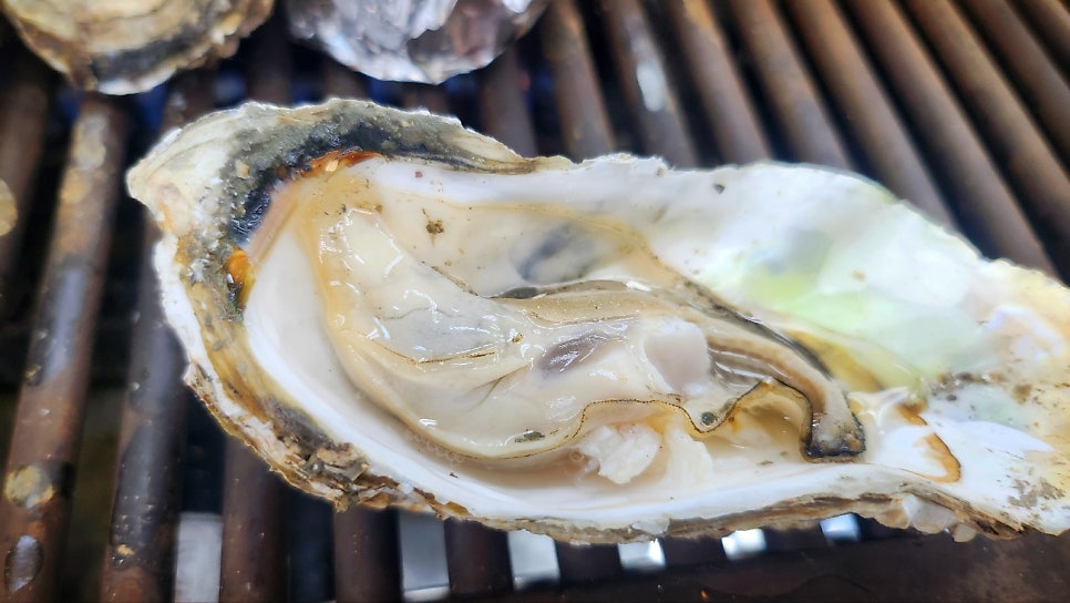 굴 맛집 화곡역 맛집 추천 | 싱싱한 굴과 가리비가 있는 화곡동 맛집 통영굴구이 후기 이미지 12