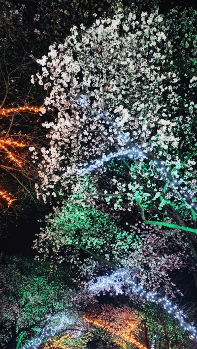 애월 장전리 벚꽃 거리 | 제주 산책코스 제주 여행코스 제주 가볼만한 곳 코스 추천 이미지 7