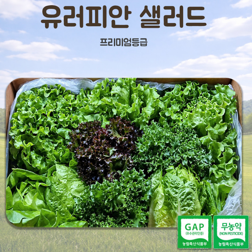 샐러드 채소 추천 | 당일배송 가능한 쌈채소 야채샐러드 유러피안샐러드 샐러드 달달푸드 후기 이미지 13