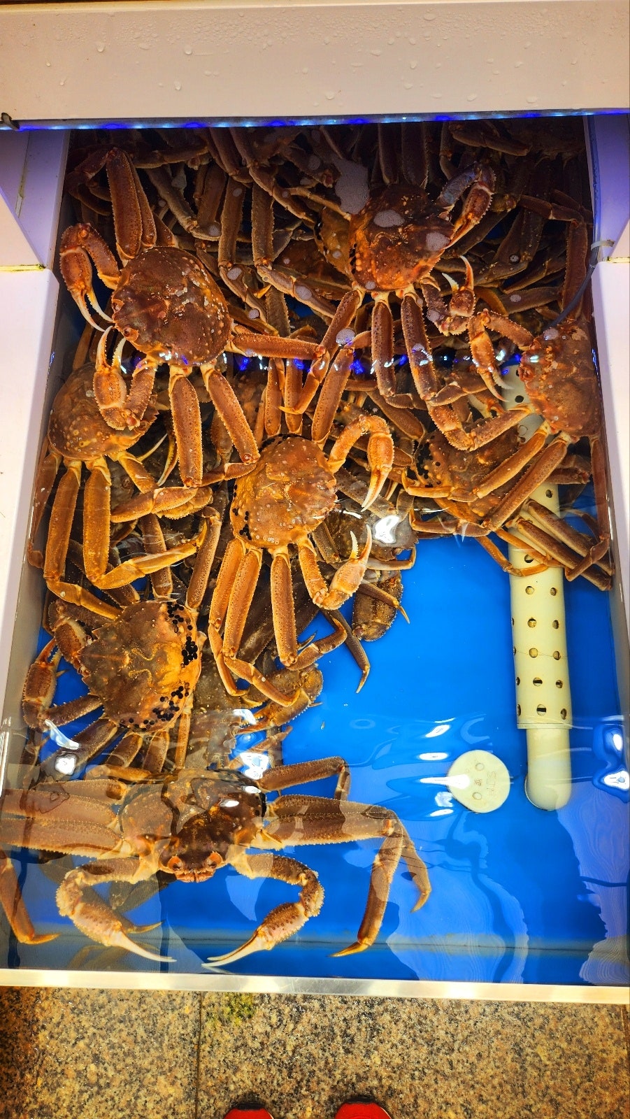 속초대포항대게 가성비 맛집 추천 | 어부지리에서 즐긴 완벽한 내돈내산 대게 + 회 세트 코스 이미지 12