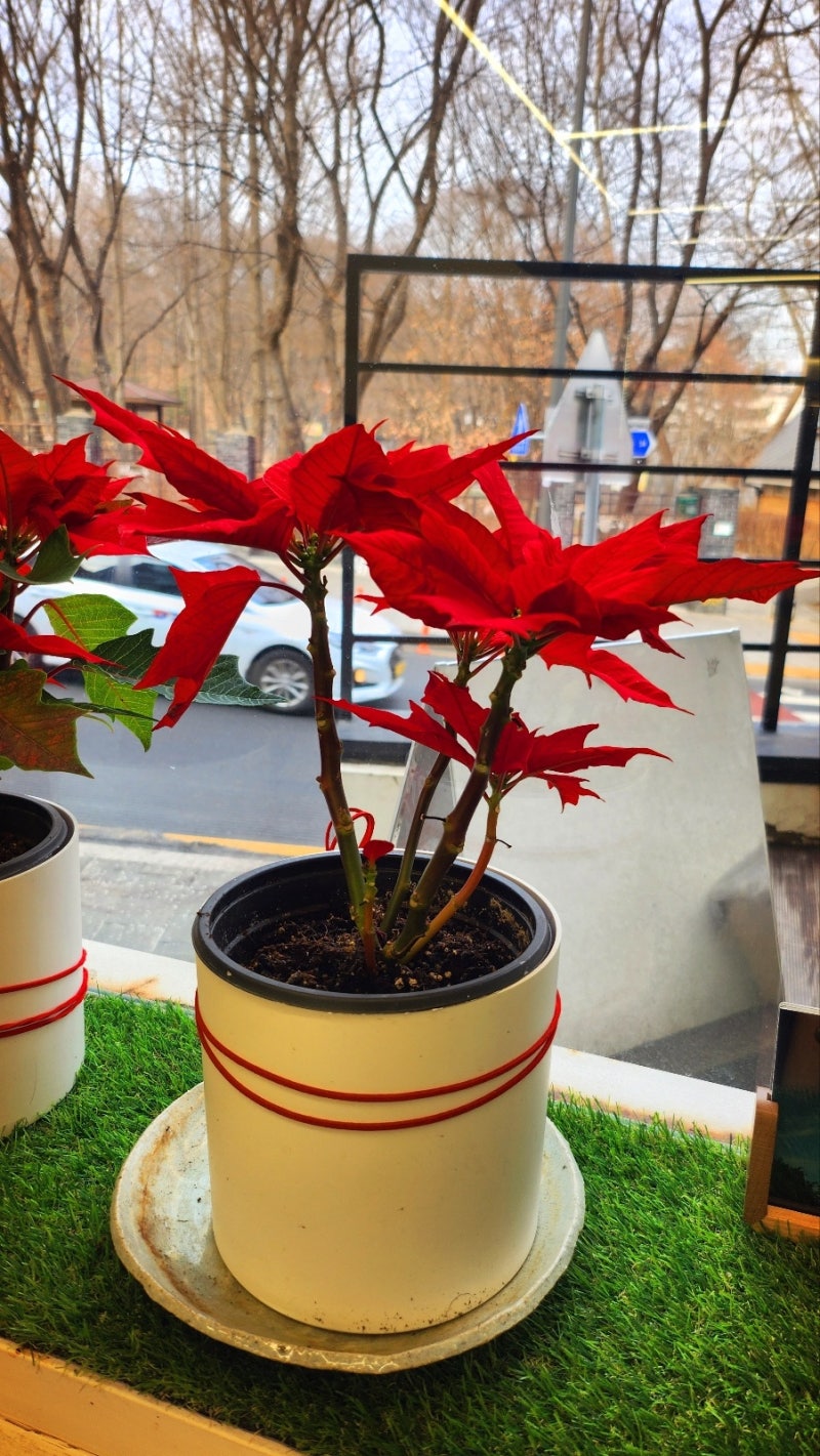 효창공원 내돈내산 카페 추천 | 용산 데이트로 손색 없는 백범김구기념관 근처 카페 어거스트95 후기 이미지 11
