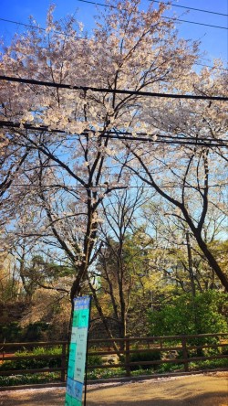 관악산 등산코스 추천 | 관악산역 - 관악산공원 - 연주대 - 관악사 - 과천향교 코스 후기 이미지 21