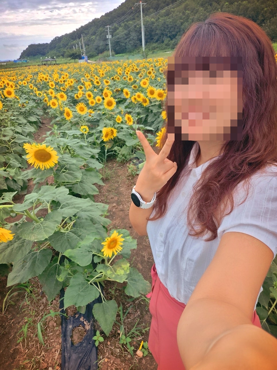 교동 해바라기 축제 | 당일치기 여행으로 추천하는 9월 가볼만한 곳 강화 교동도 난정 해바라기 축제 이미지 17